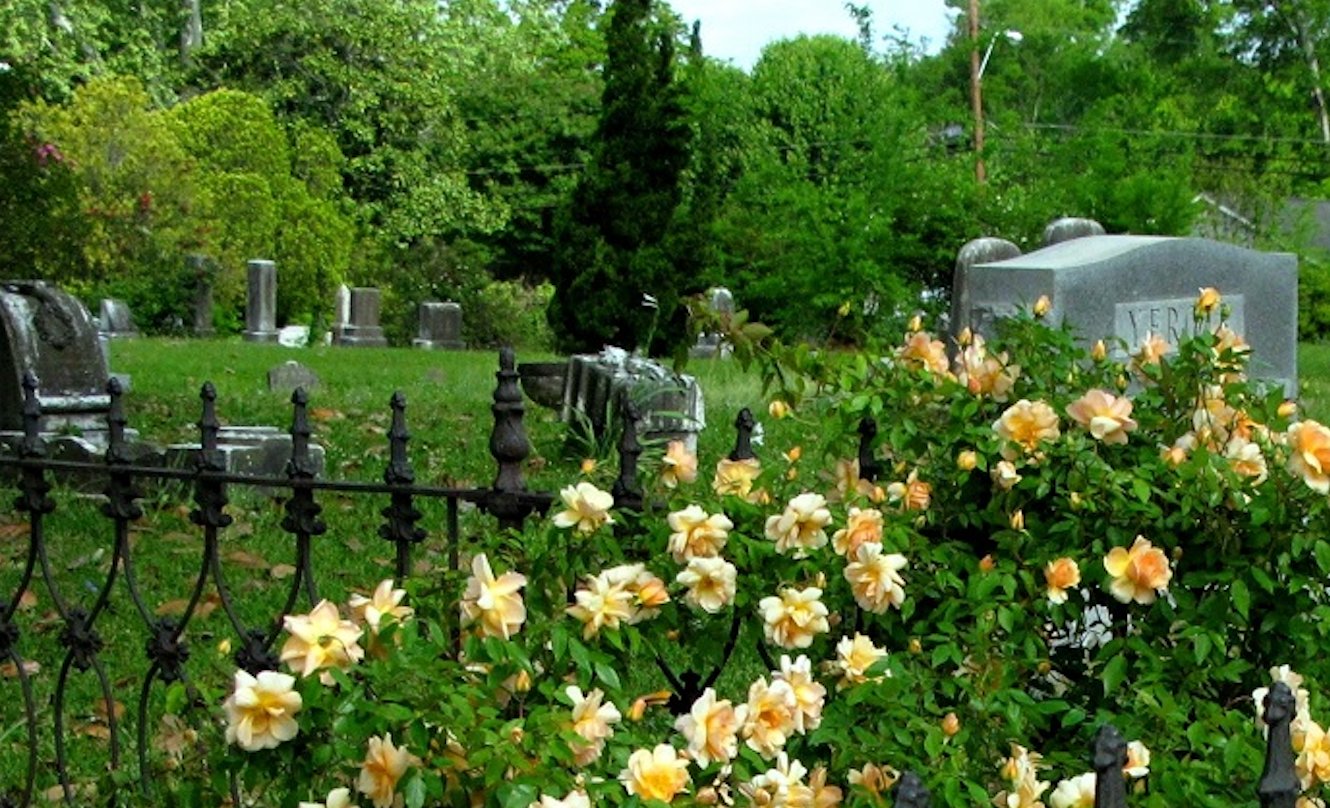 Hardy roses in Greenwood Cemetery